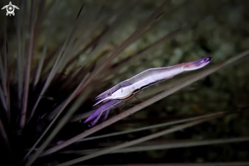 A Stegopontonia commensalis | Purple urchin shrimp