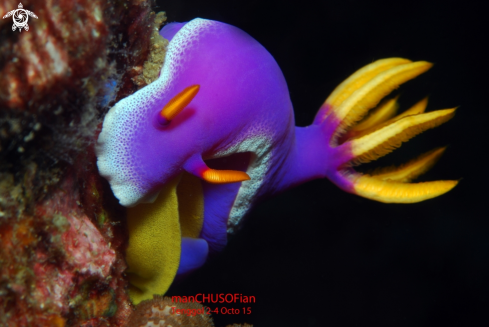 A Purple Nudibranch