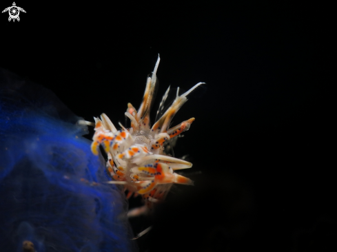A Phyllognathia ceratophthalma | Spiny Tiger Shrimp