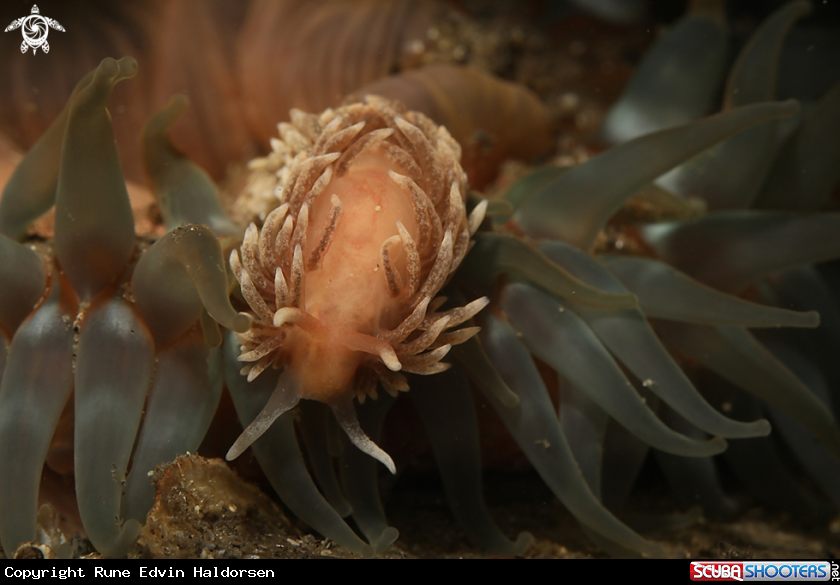A Nudi & anemone