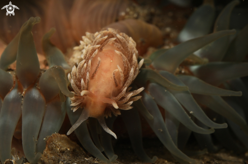 A Aeolidia sp. | Nudi & anemone
