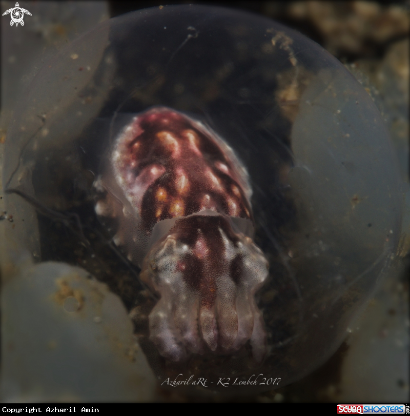 A Flamboyant cuttlefish baby