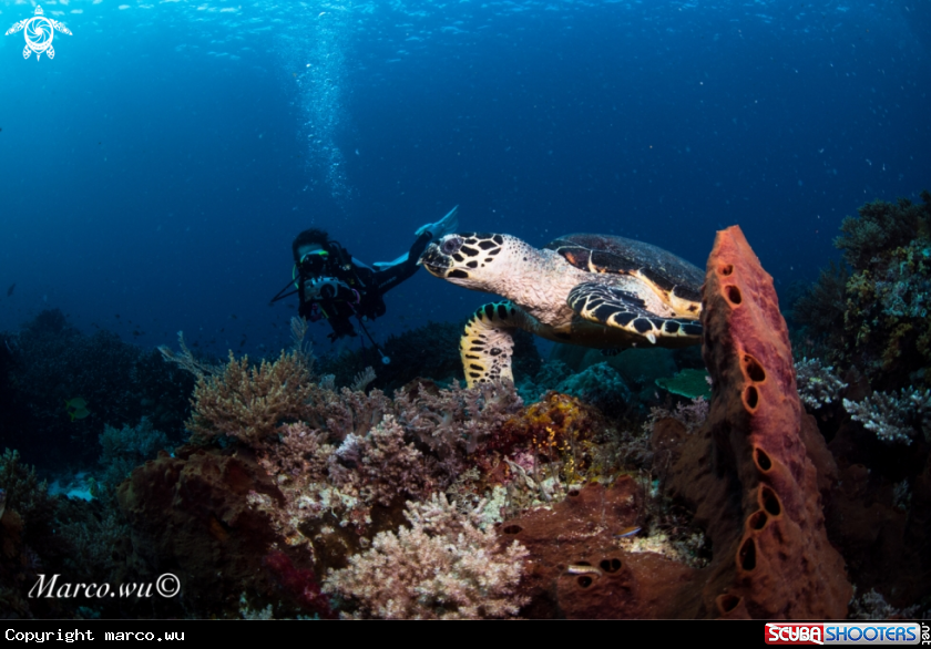A Diver and hawksbill