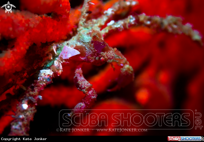 A Hotlips Spider Crab