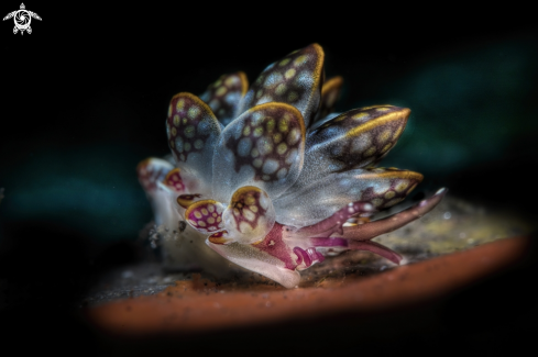 A Cyerce kikutarobabai | nudibranch