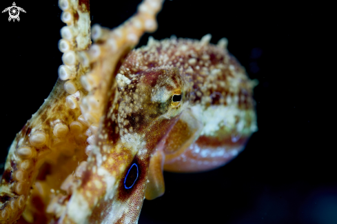 A Mototi Octopus