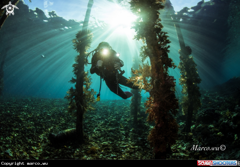 A Diver and beautiful view