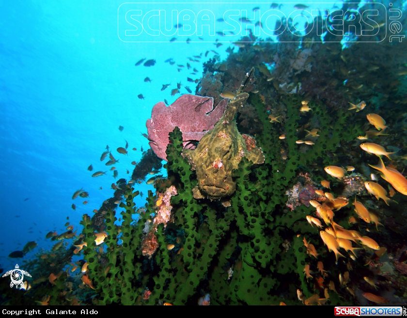 A Giant Frog Fish - Commerson Frogfish