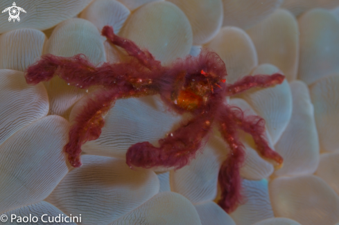 A Achaeus japonicus. (Inachidae ) | Orangutan Crab