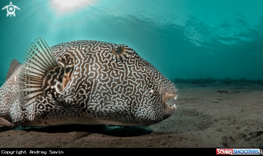A Giant Puffer