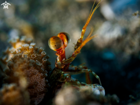 A Lysiosquilla sp. | Mantis Shrimp