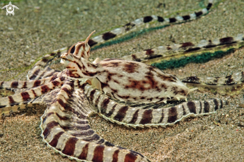 A mimic octopus