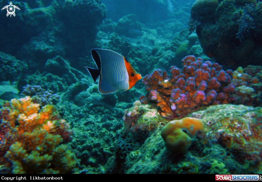 A Hooded Butterfly Fish