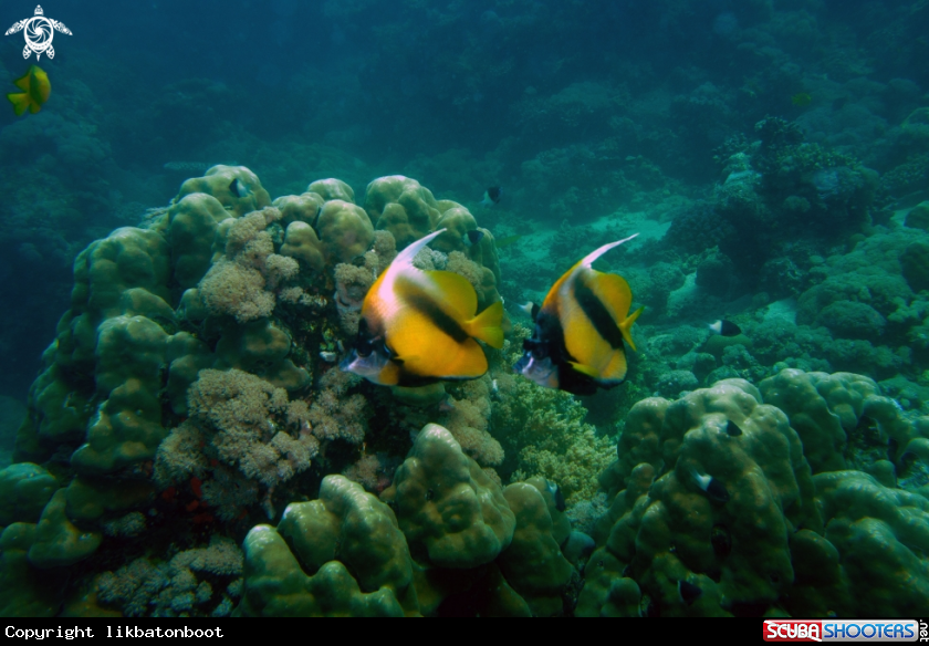 A Red Sea Banner Fish
