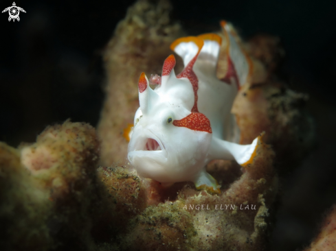 A Antennarius maculatus  | Clown Frogfish