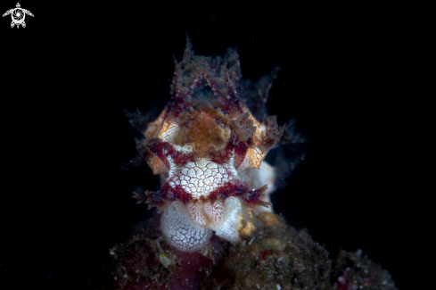 A Vampire Nudibranch