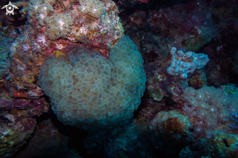 A Entacmaea | green bubble coral
