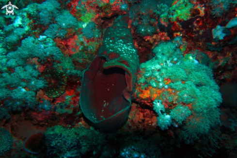A Xestospongia muta | barrel sponge coral