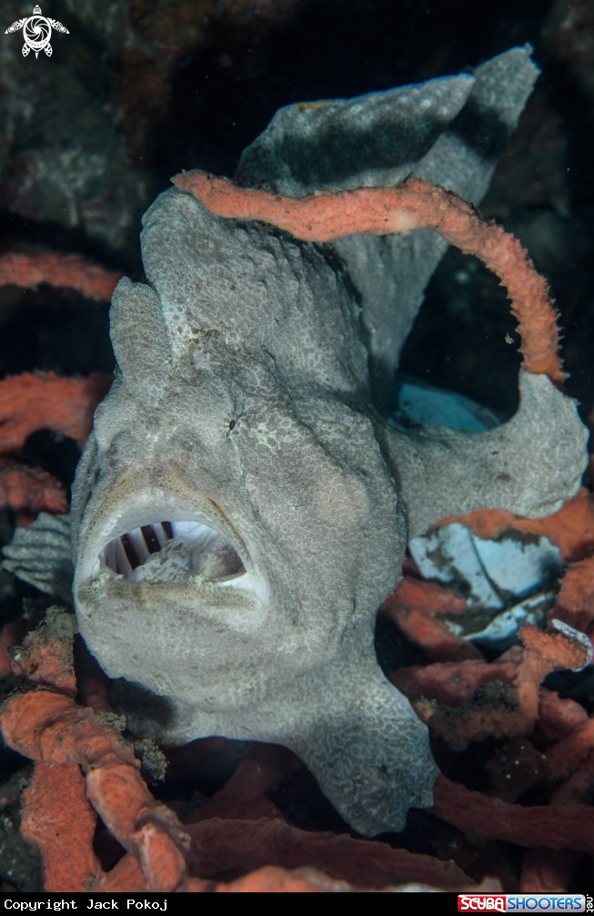 A Giant frogfish