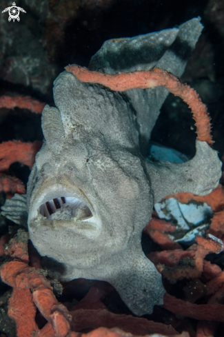 A Antennarius commerson | Giant frogfish