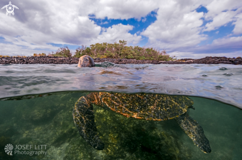 A East Pacific green turtle