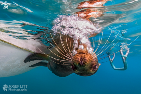 A Zalophus wollebaeki | Galápagos sea lion