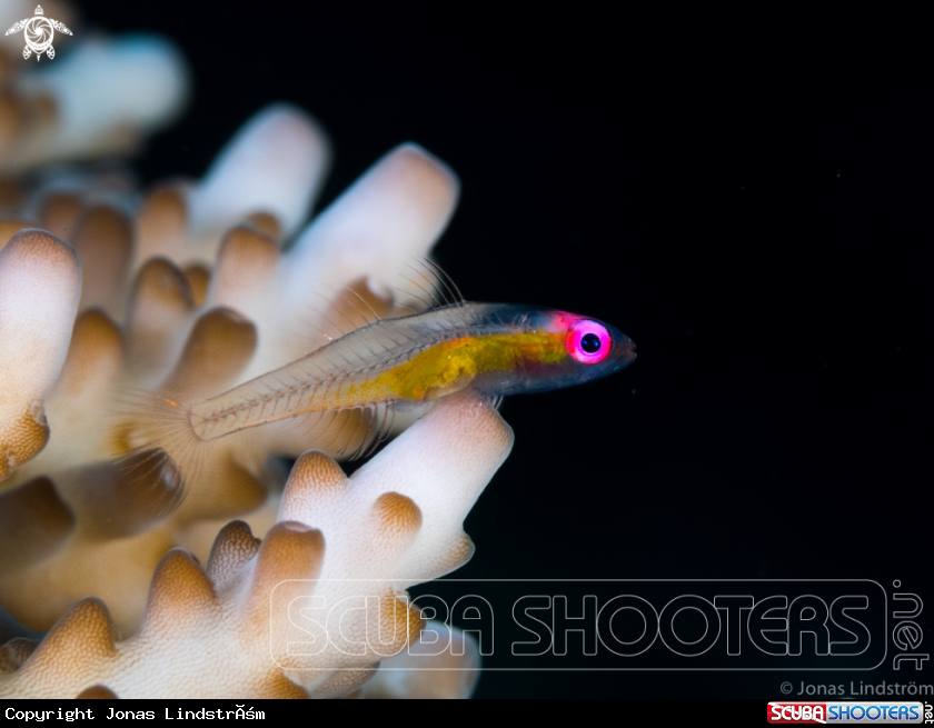 A Red Eyed Goby