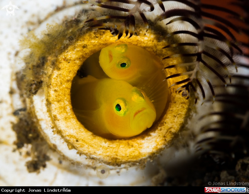 A Yellow Clown goby