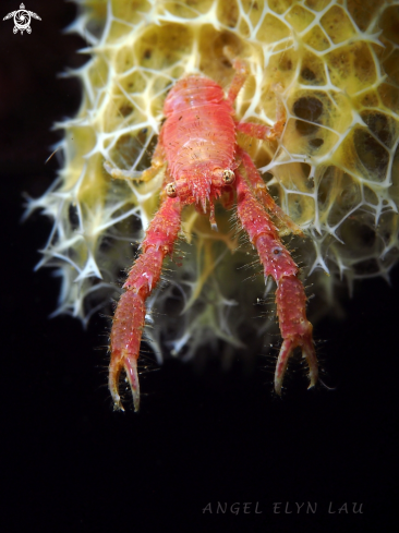 A Galathea sp. | Squat Lobster