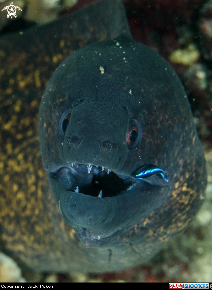 A Moray eel