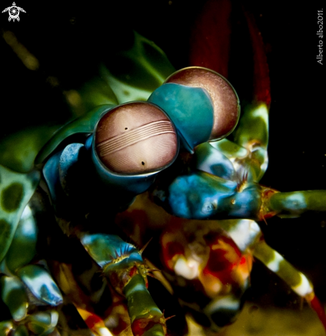 A langosta mantis | 