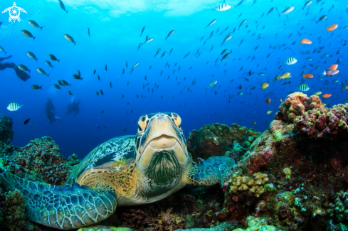 A Sea turtles