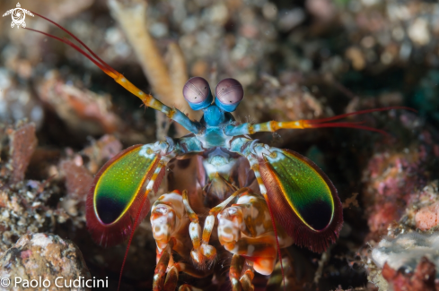 A Odontodactylus scyllarus, Stomatopoda  | Mantis shrimp 