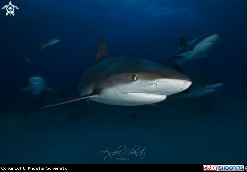 A GrayReef Shark