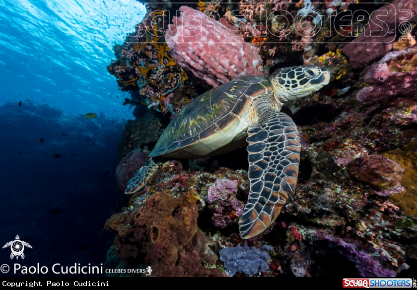 A Green Turtle 