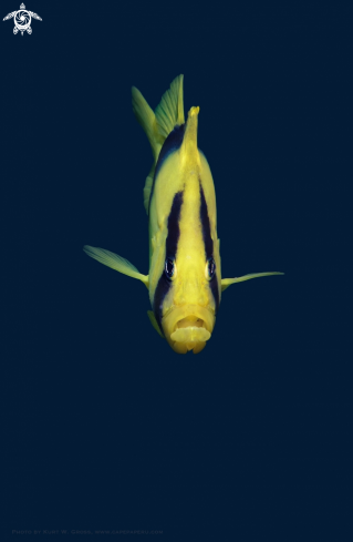 A Diploprion bifasciatus | Two-banded soapfish