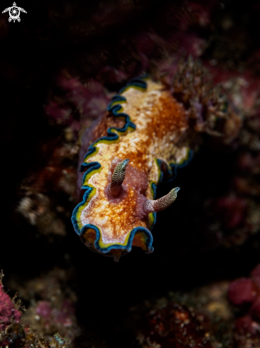 A Glossodoris Cincta | Nudibranch