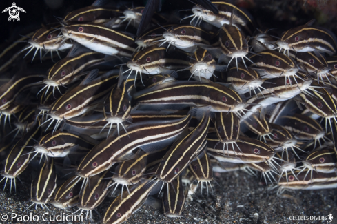 A Plotosus lineatus | Striped eel catfish