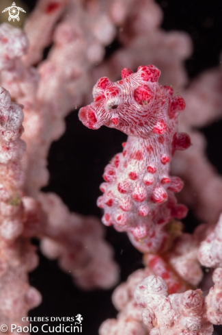 A Hippocampus bargibanti  | Pygmy Seahorse 