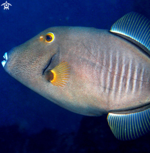 A Balistidae | Triggerfish