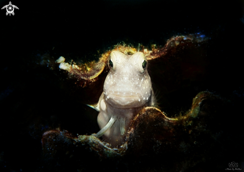 A Red-spotted Blenny