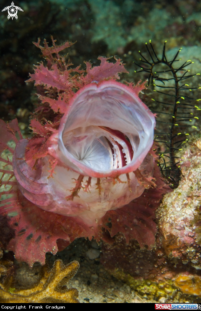 A Weedy scorpionfish