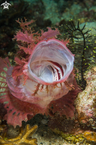 A Weedy scorpionfish