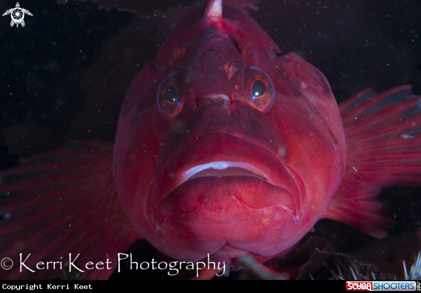 A Klipfish