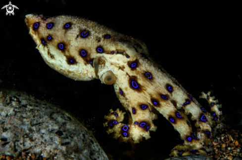 A Hapalochlaena lunulata | Blue-ringed octopus