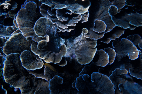 A Table Coral