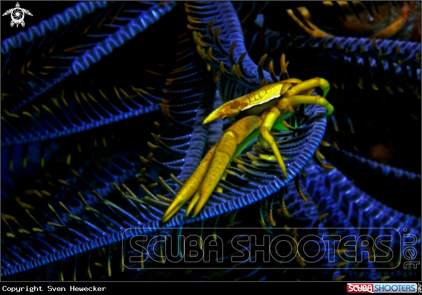 A Feather star squat lobster 