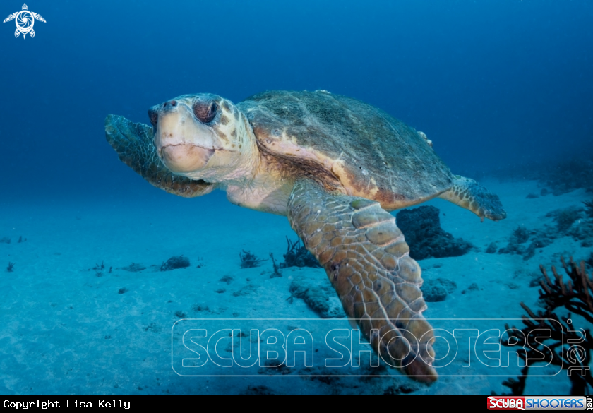 A Loggerhead Turtle