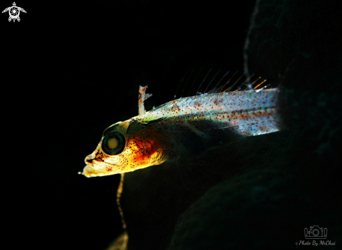 A Bryaninops yongei | Coral goby