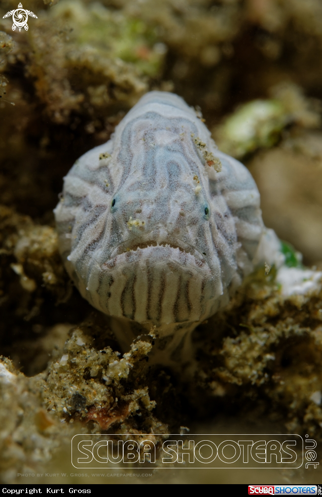A psychedelic frogfish baby